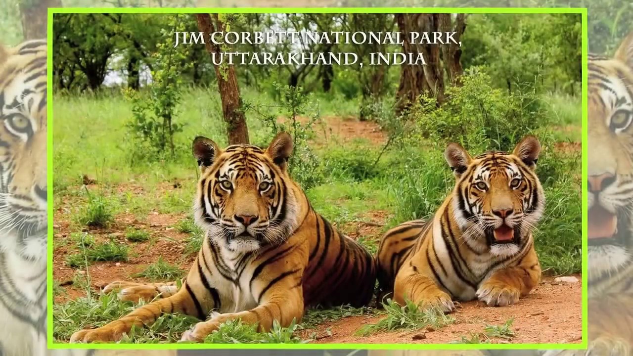 Jim Corbett National Park - Authentic India Tours