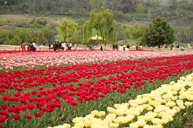 Kashmir Tulip Tour Package